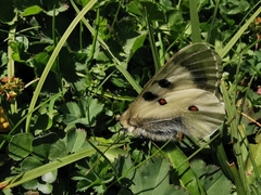 Parnassius nordmanni