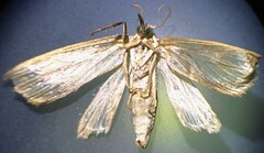 Diatraea saccharalis