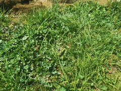 Parnassius nordmanni