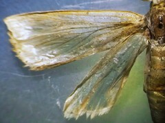 Diatraea saccharalis