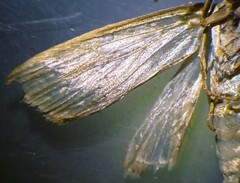 Diatraea saccharalis