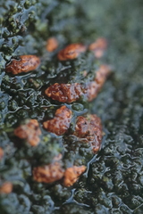 Cryphonectria parasitica