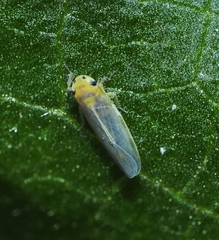 Cicadulina bipunctata