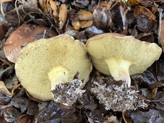 Suillus quiescens
