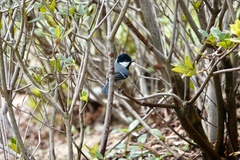 Parus minor commixtus