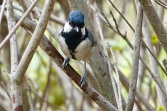 Parus minor commixtus