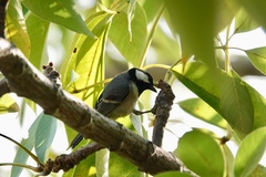 Parus minor commixtus