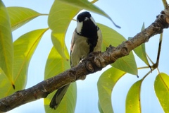 Parus minor commixtus