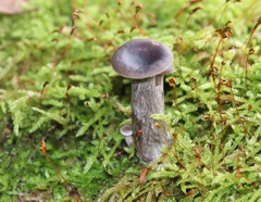Pseudoclitocybe cyathiformis