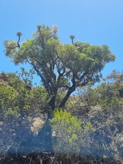 Cussonia paniculata paniculata