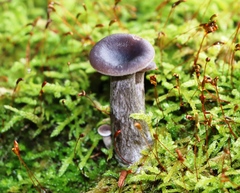 Pseudoclitocybe cyathiformis