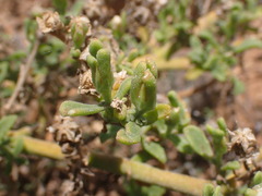 Mesembryanthemum aitonis