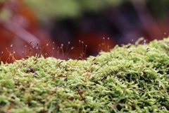 Hypnum cupressiforme