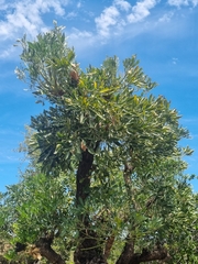 Cussonia paniculata paniculata