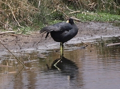 Fulica ardesiaca