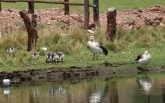 Oressochen melanopterus