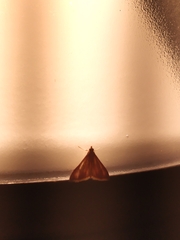 Pyrausta phoenicealis