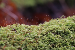 Hypnum cupressiforme