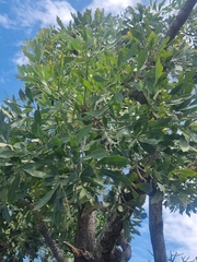 Cussonia paniculata paniculata