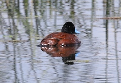 Oxyura ferruginea