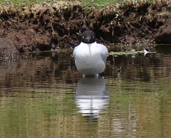 Chroicocephalus serranus