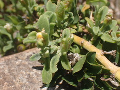 Mesembryanthemum aitonis