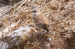 Cinclodes albiventris