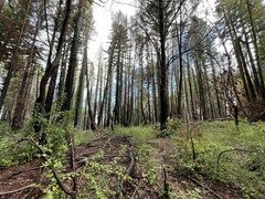 Ceanothus papillosus