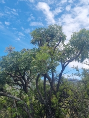 Cussonia paniculata paniculata