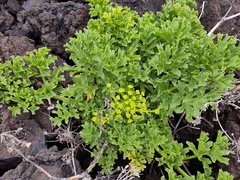 Astydamia latifolia