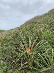 Bromelia antiacantha