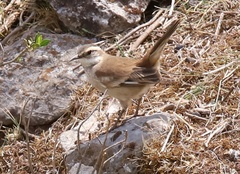 Cinclodes albiventris