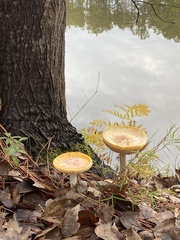 Amanita persicina