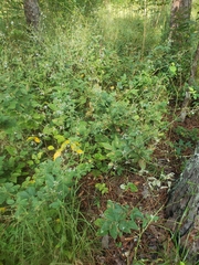 Desmodium viridiflorum