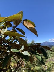 Rhododendron hyperythrum