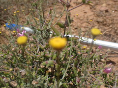Pentzia incana