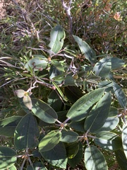 Rhododendron hyperythrum