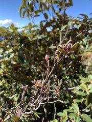 Rhododendron hyperythrum