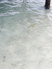 Carcharhinus melanopterus