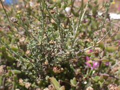 Pentzia incana