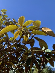 Rhododendron hyperythrum