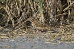 Emberiza fucata