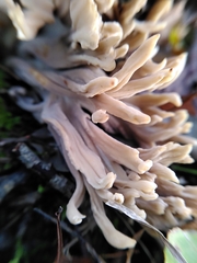 Clavulina rugosa