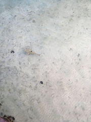 Carcharhinus melanopterus