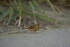 Emberiza fucata