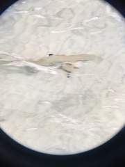 Carcharhinus melanopterus