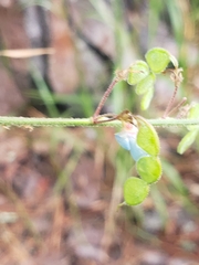 Desmodium viridiflorum