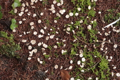 Paragymnopus perforans