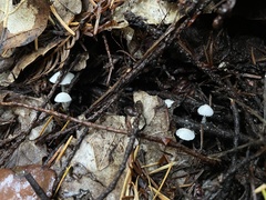 Cystolepiota seminuda