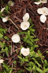 Paragymnopus perforans